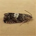 Pammene perstructana - Hodges#3468 - photo 3