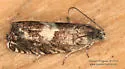 Pammene perstructana - Hodges#3468 - photo 4