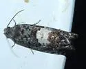 Pammene perstructana - Hodges#3468 - photo 5
