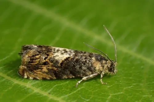 Pammene suspectana - Pammene suspectana