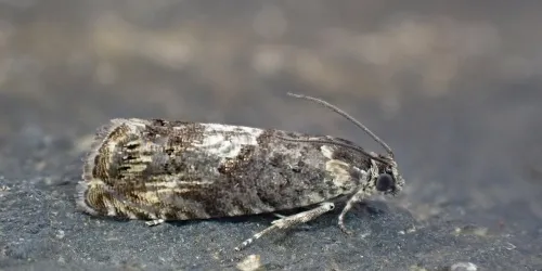 Pammene suspectana - photo 2