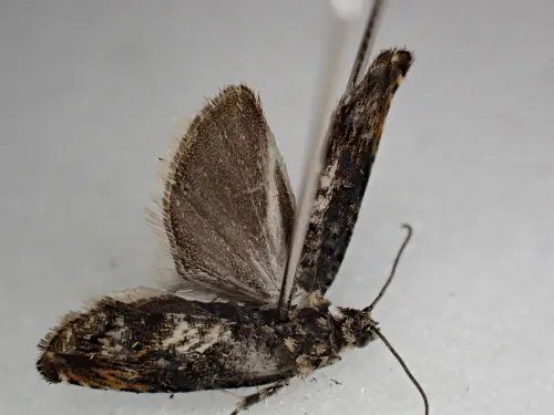 Pammene suspectana - photo 3