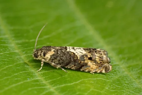 Pammene suspectana - photo 4