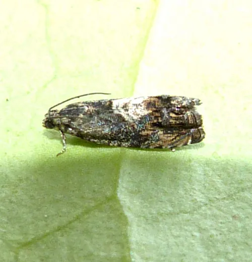 Pammene suspectana - photo 5