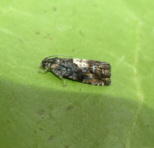 Pammene suspectana - photo 6
