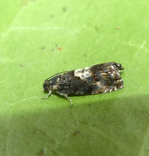 Pammene suspectana - photo 7