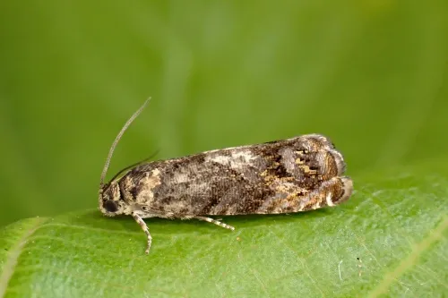 Pammene suspectana - photo 8
