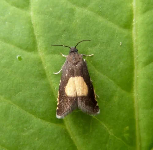 Pammene trauniana - photo 2