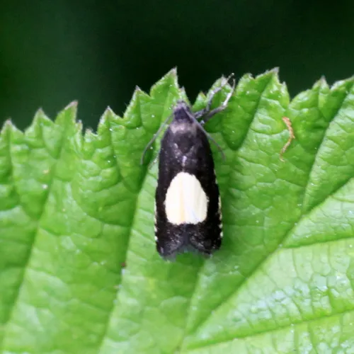 Pammene trauniana - photo 3