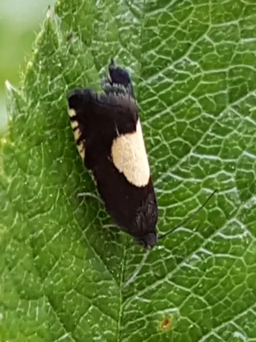 Pammene trauniana - photo 4