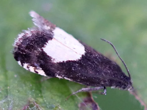 Pammene trauniana - photo 5