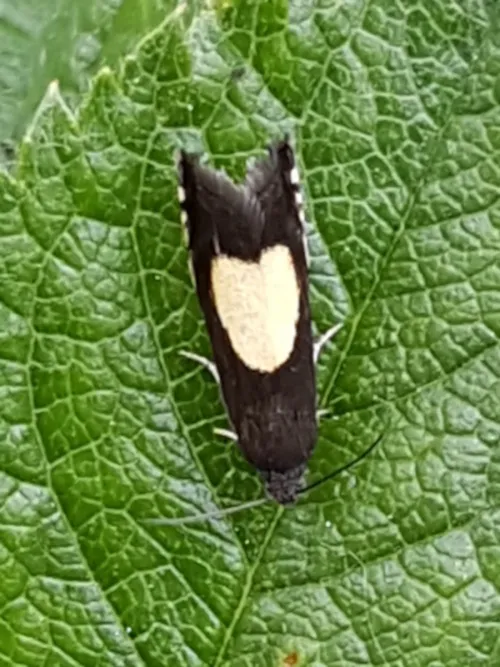 Pammene trauniana - photo 6