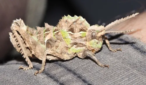 Shieldback Locusts - Pamphagidae