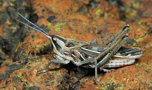 Pamphagodidae - Pamphagodidae