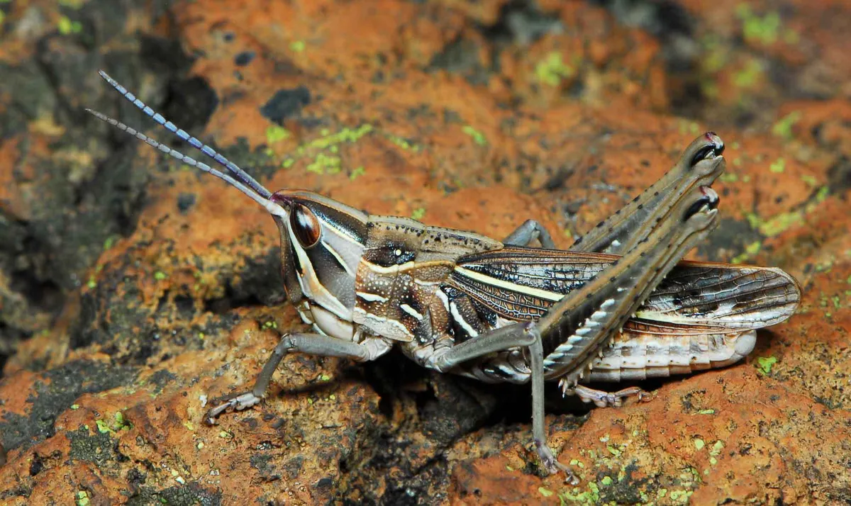Pamphagodidae - photo 3
