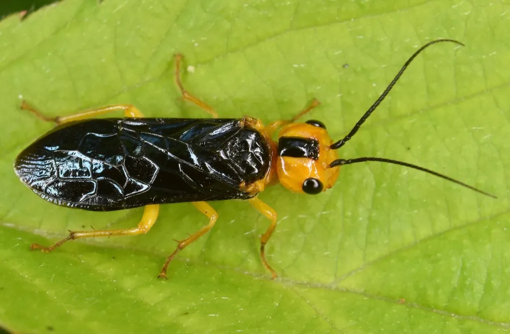 Webspinning and Leafrolling Sawflies - photo 2