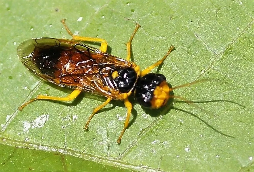 Pamphilius aurantiacus - photo 2