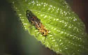 Pamphilius middlekauffi - photo 3
