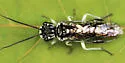 Pamphilius murrayi