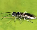 Pamphilius murrayi - photo 2