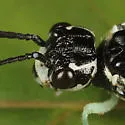 Pamphilius murrayi - photo 3