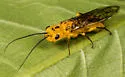 Pamphilius ocreatus - photo 3