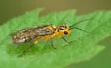 Pamphilius ocreatus - photo 4