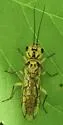 Pamphilius ocreatus - photo 5
