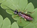 Pamphilius pallimaculus