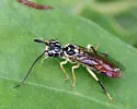 Pamphilius pallimaculus - photo 3