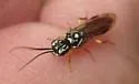 Pamphilius persicum