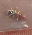 Pamphilius persicum - photo 2