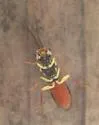 Pamphilius persicum - photo 3