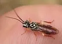 Pamphilius persicum - photo 4