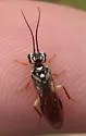 Pamphilius persicum - photo 5