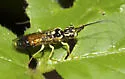 Pamphilius phyllisae