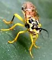 Pamphilius phyllisae - photo 2