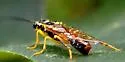 Pamphilius phyllisae - photo 4