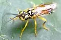 Pamphilius phyllisae - photo 5