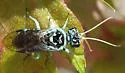 Pamphilius semicinctus - photo 2