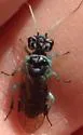 Pamphilius semicinctus - photo 3