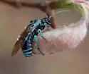 Pamphilius semicinctus - photo 4