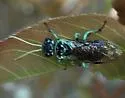 Pamphilius semicinctus - photo 5