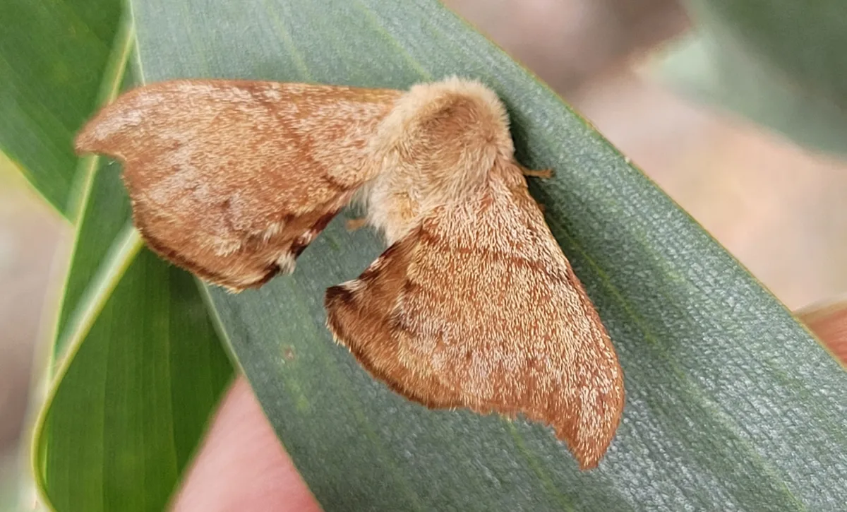 Lewin’s Bag Shelter Moth - photo 3