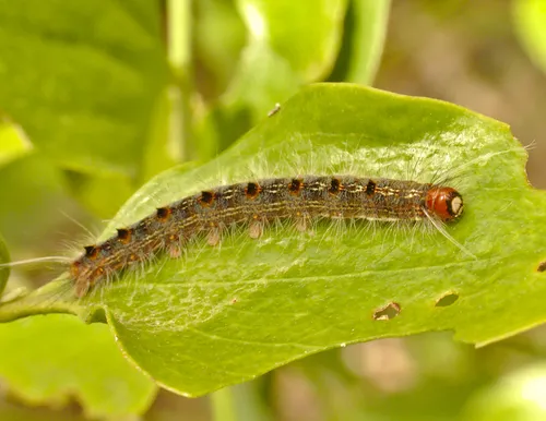 Lewin’s Bag Shelter Moth - photo 6