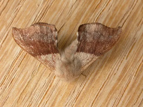 Lewin’s Bag Shelter Moth - photo 7