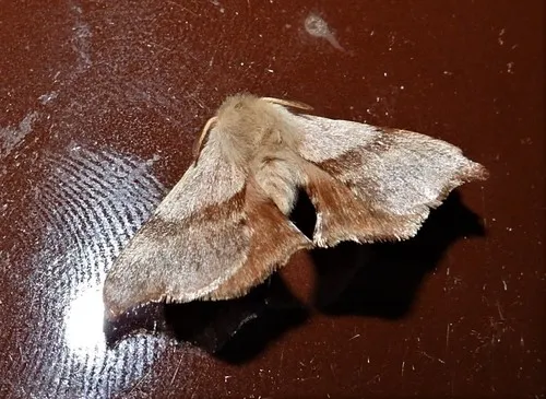 Lewin’s Bag Shelter Moth - photo 8