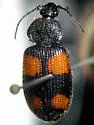 Panagaeus cruciger - Panagaeus crucigerus
