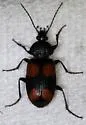 Panagaeus cruciger - photo 5
