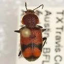 Panagaeus fasciatus